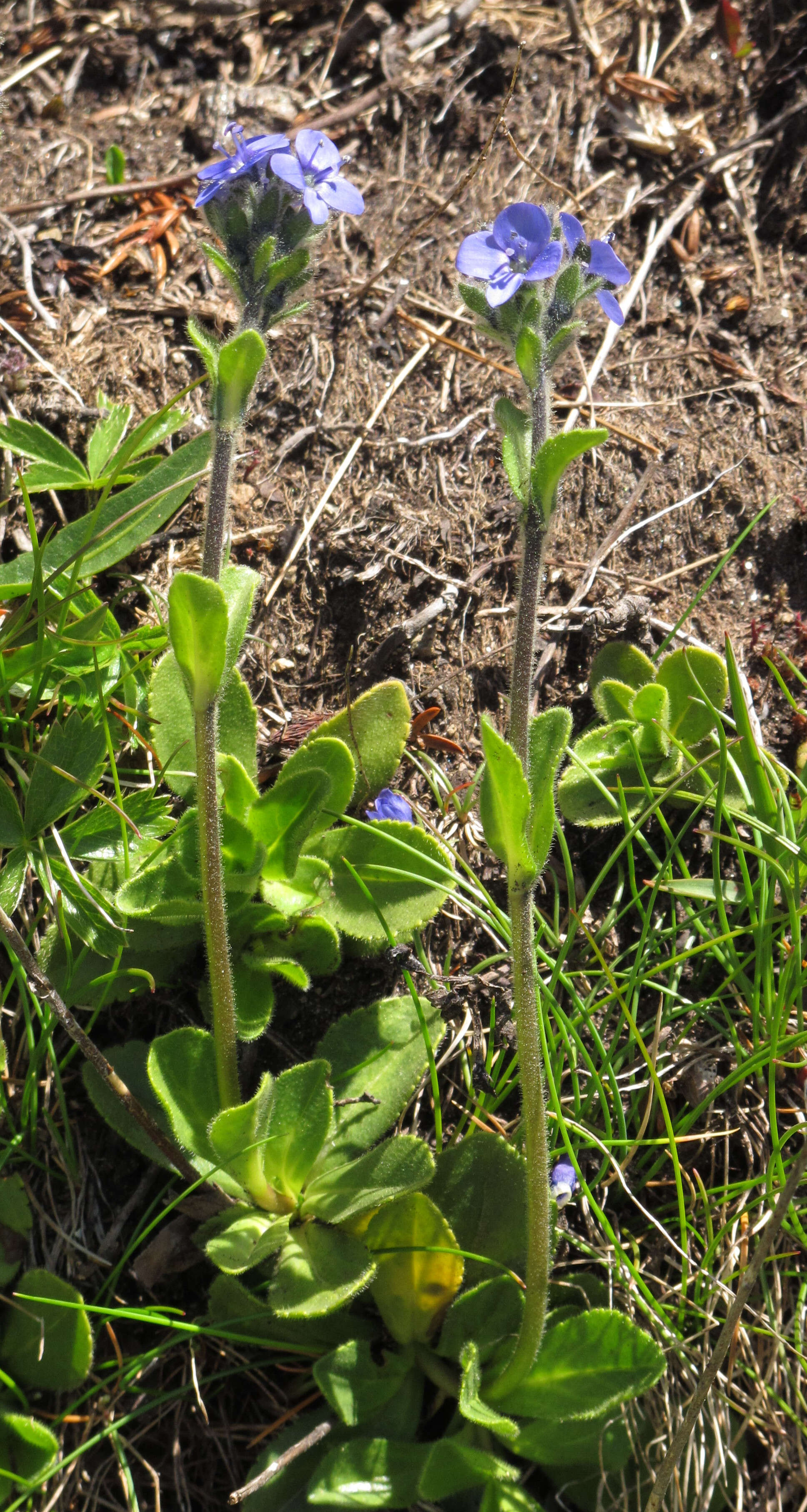 Image of Gänseblümchen-Ehrenpreis