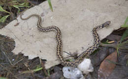 Image de Thamnophis marcianus (Baird & Girard 1853)