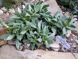 Image of Carruanthus ringens (L.) Boom