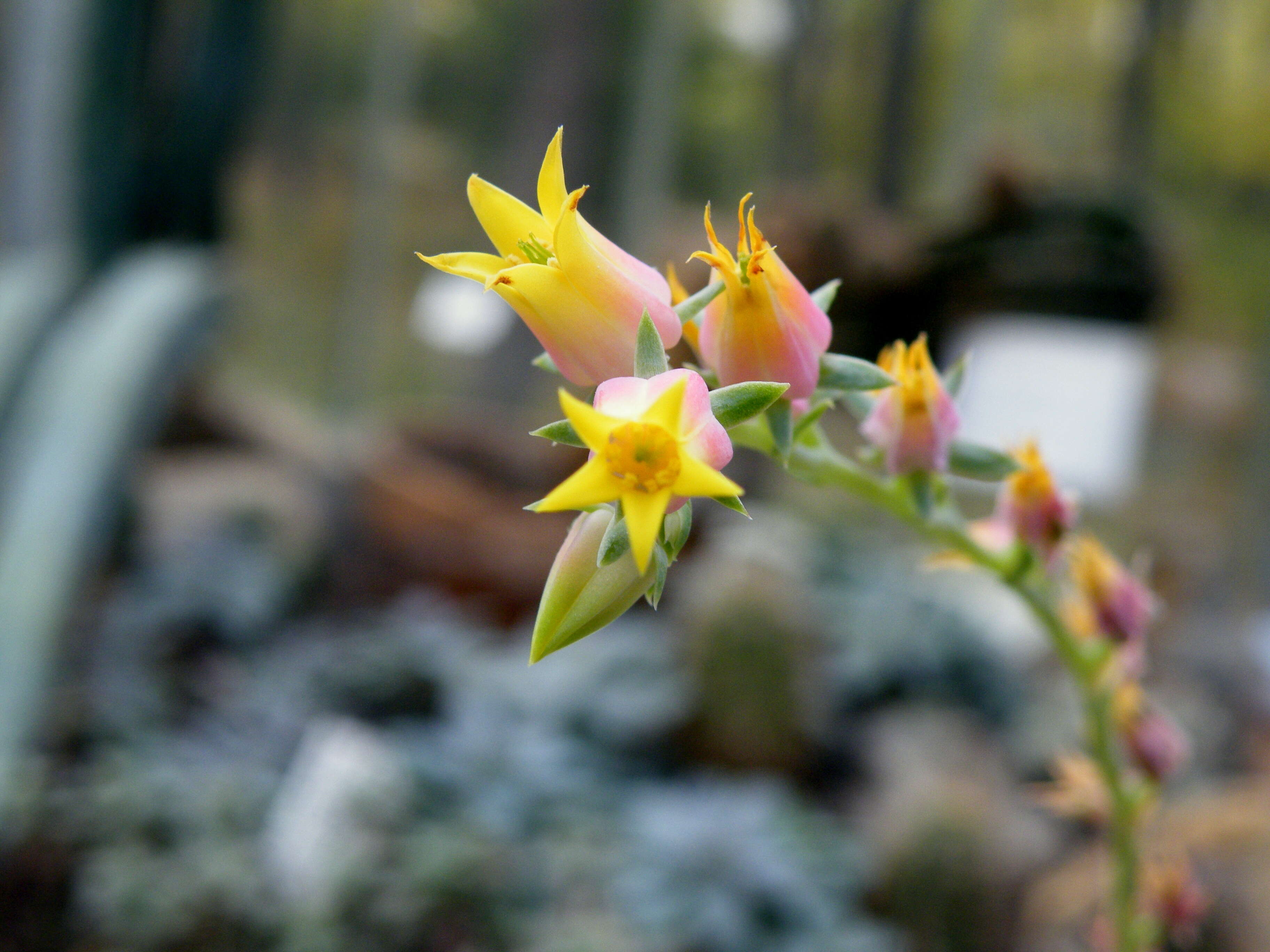 Image of hens and chicks