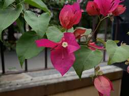 Слика од Bougainvillea