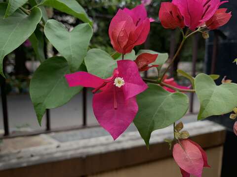 Слика од Bougainvillea