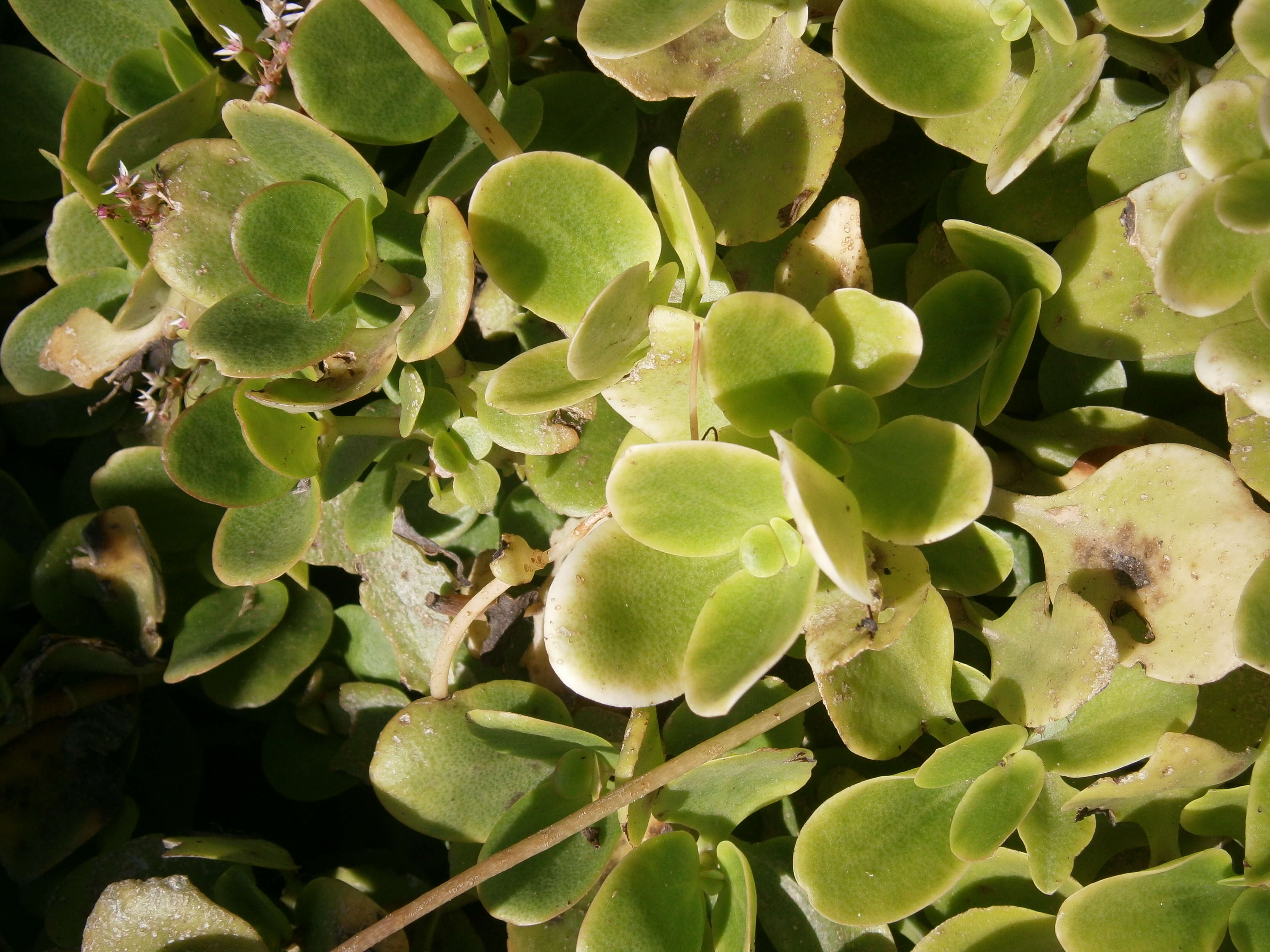 Image of Cape Province pygmyweed