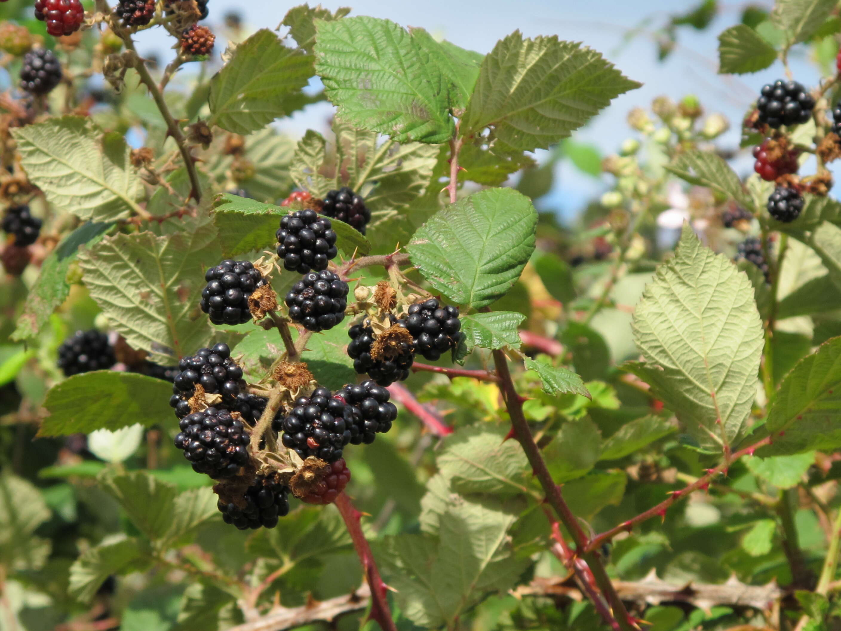 Image of Himalayan blackberry