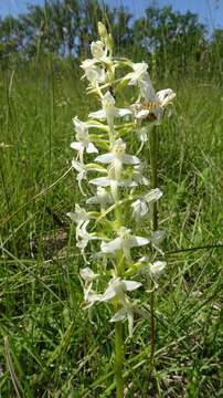 Image of lesser butterfly-orchid