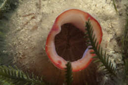 Image of Candy stripe tunicate