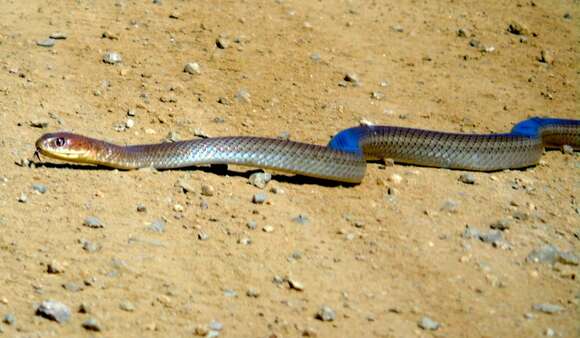 Image of Masticophis