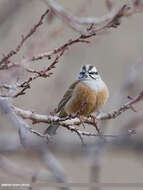 Image of European Rock Bunting