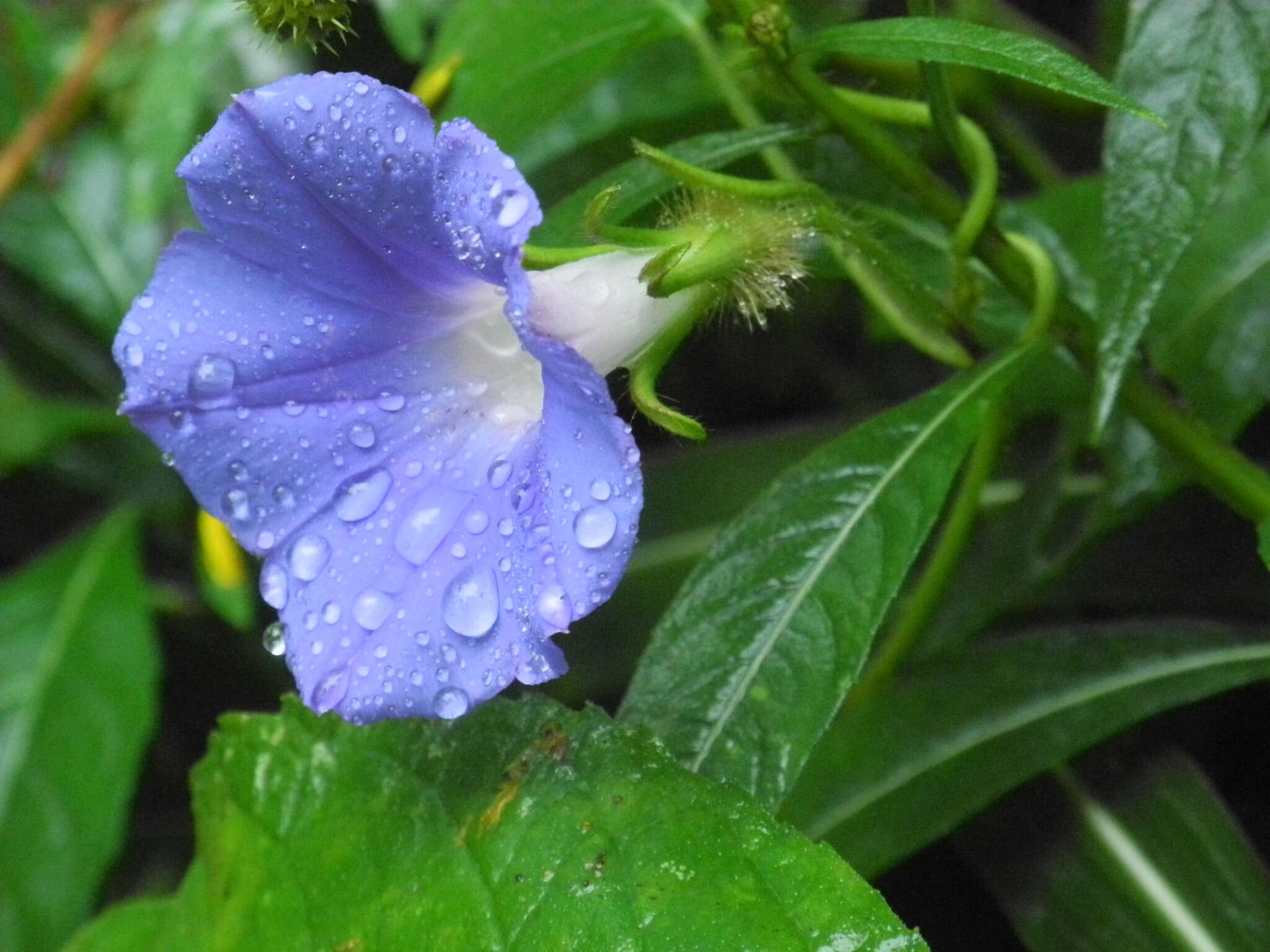 Image of Ivyleaf morning-glory