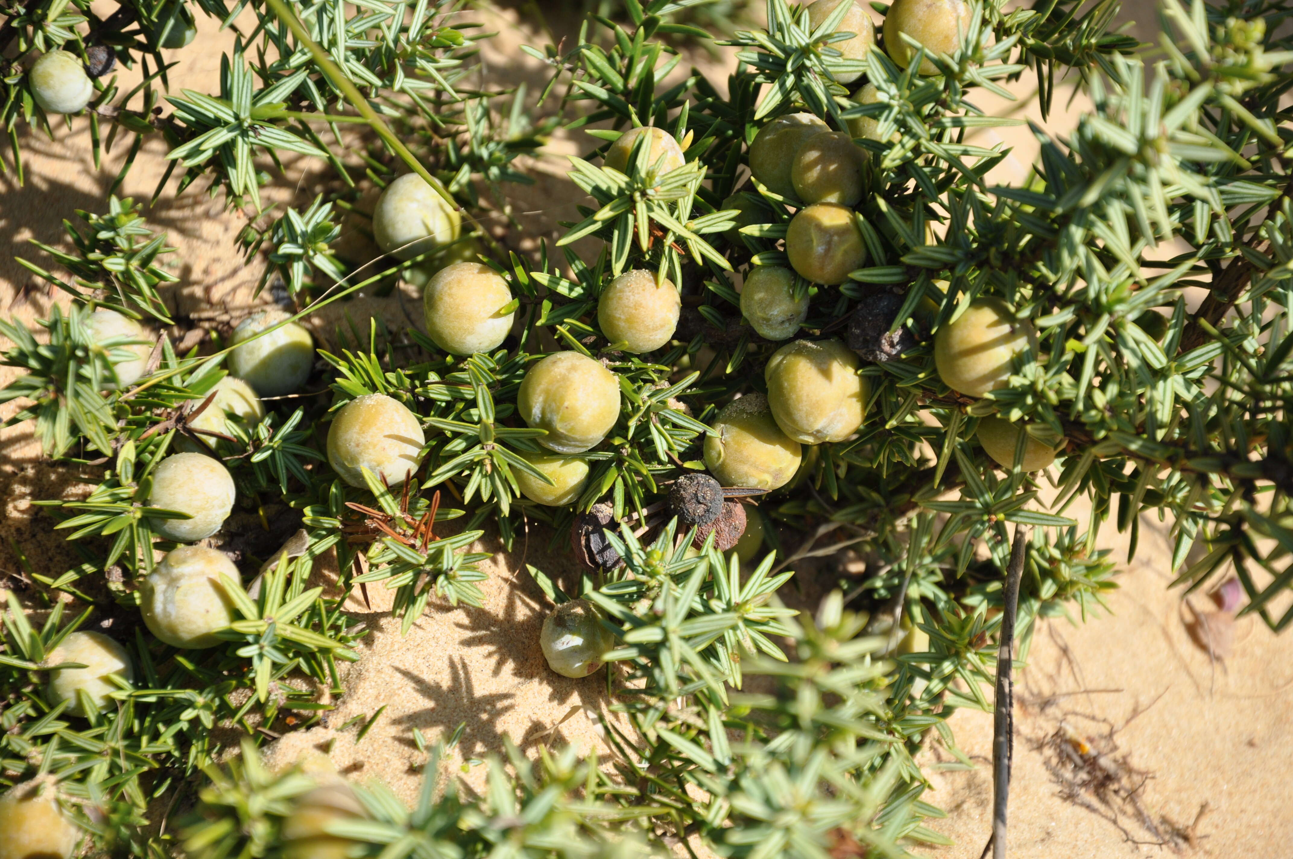 Image of Large-fruited Juniper