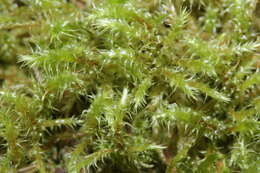 Image of square goose neck moss