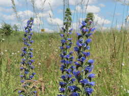 Imagem de Echium vulgare L.