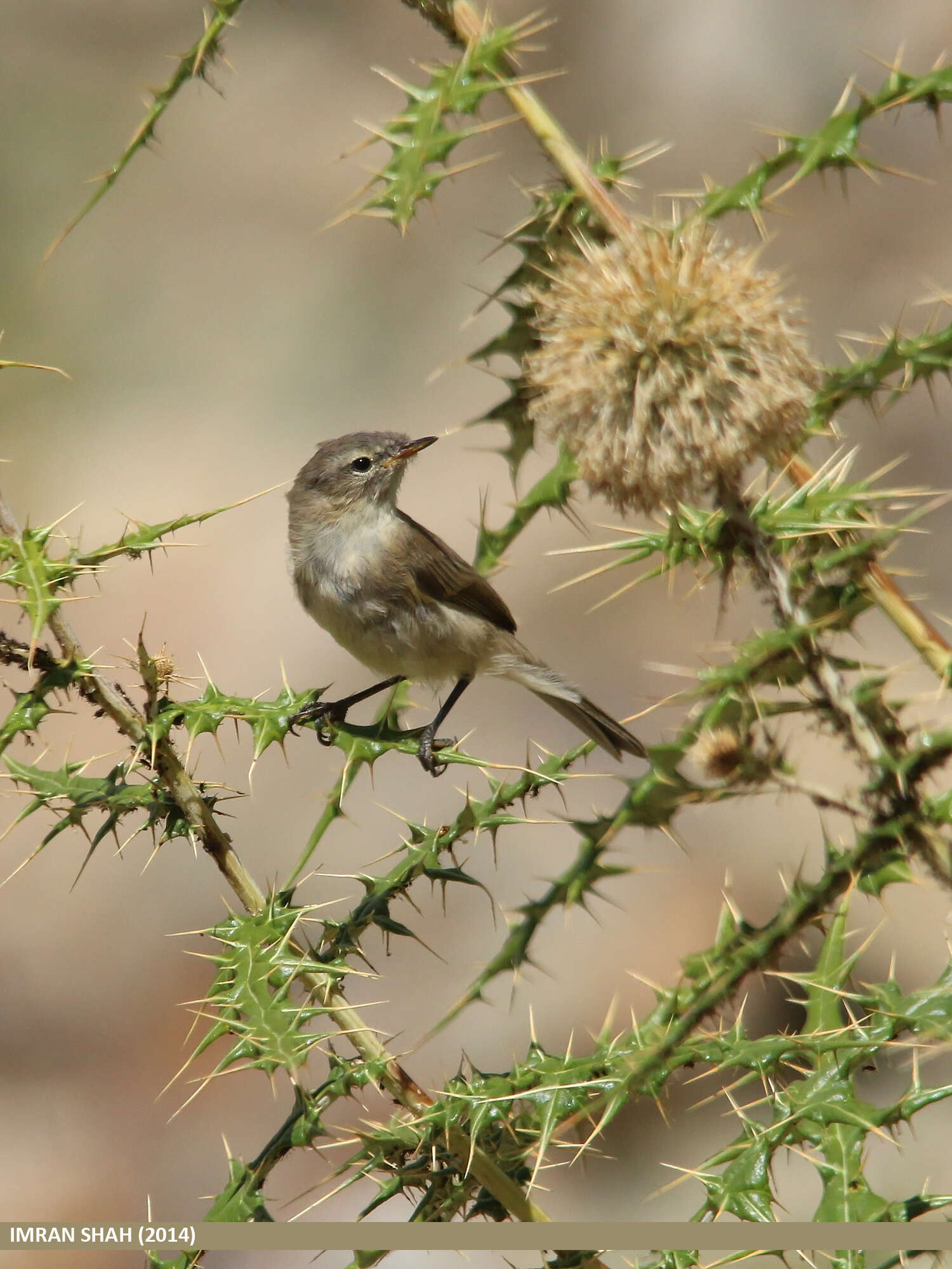 Image of Mountain Chiffchaff