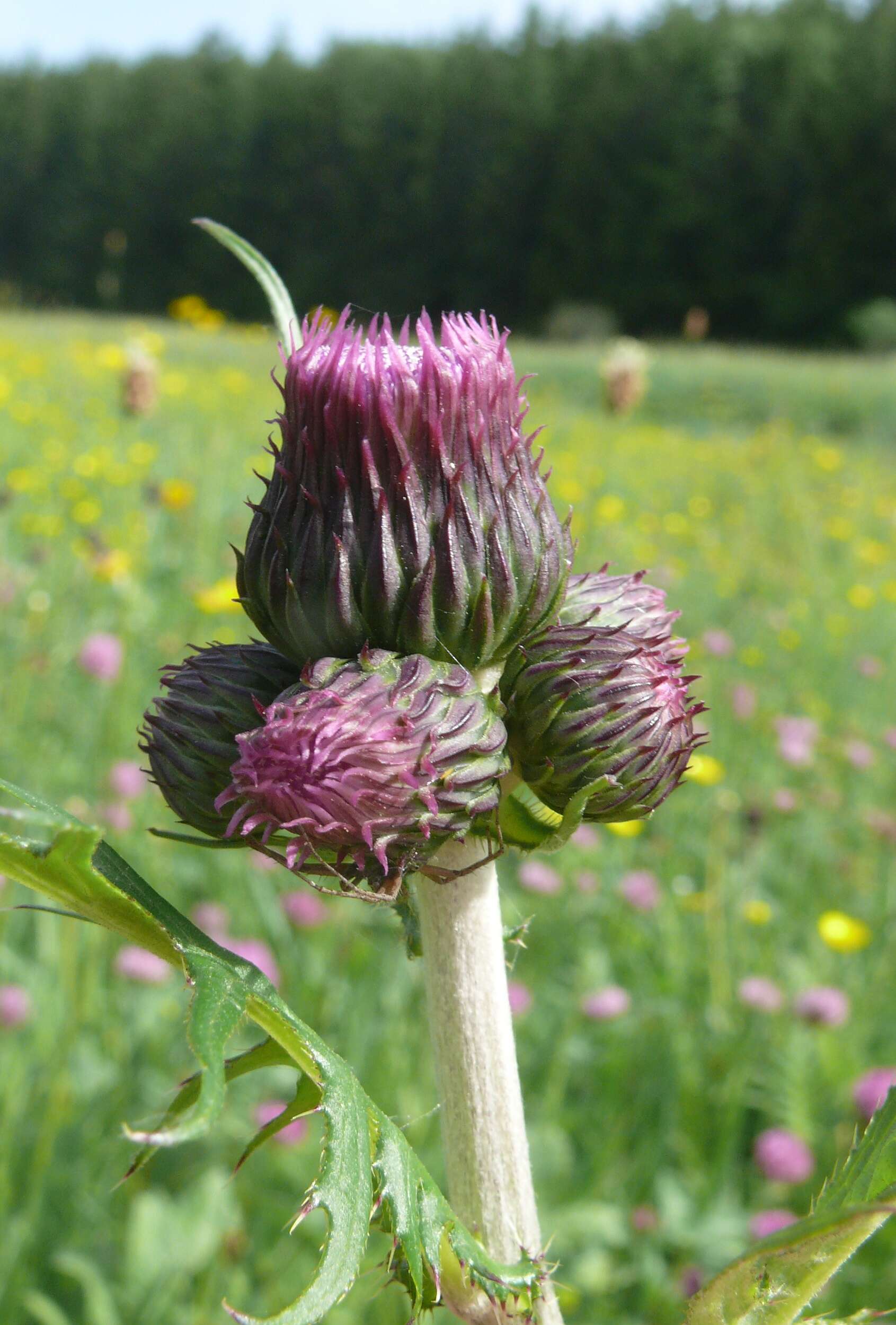 Image of Brook Thistle