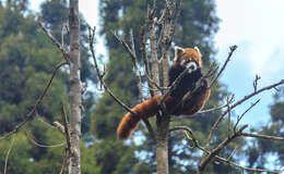 Image of red pandas