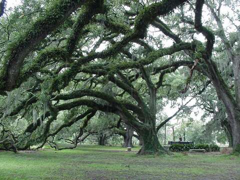 Image of Southern Live Oak