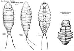 Image of perilampid wasps