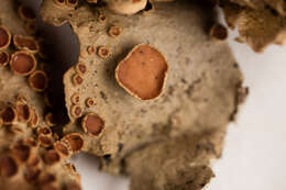 Image of spotted felt lichen