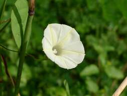Image of Obscure Morning Glory