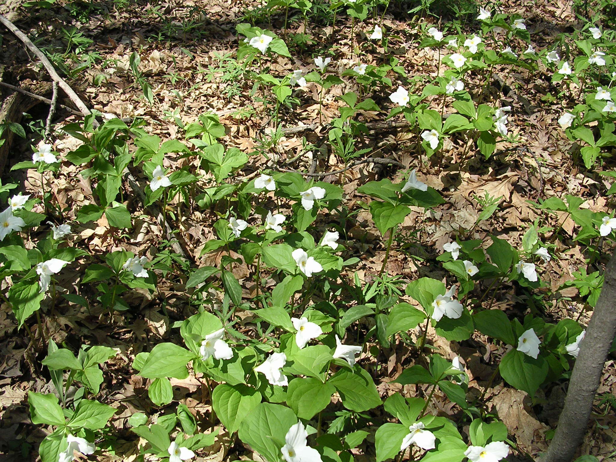 Image of White trillium