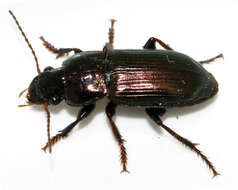 Image de Harpalus (Harpalus) distinguendus (Duftschmid 1812)