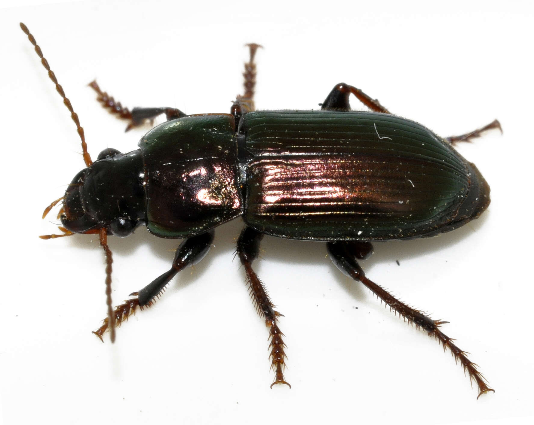 Image de Harpalus (Harpalus) distinguendus (Duftschmid 1812)