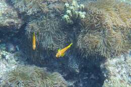 Image of Maldive anemonefish