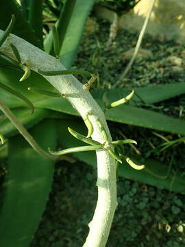 Слика од Senecio antandroi S. Elliot