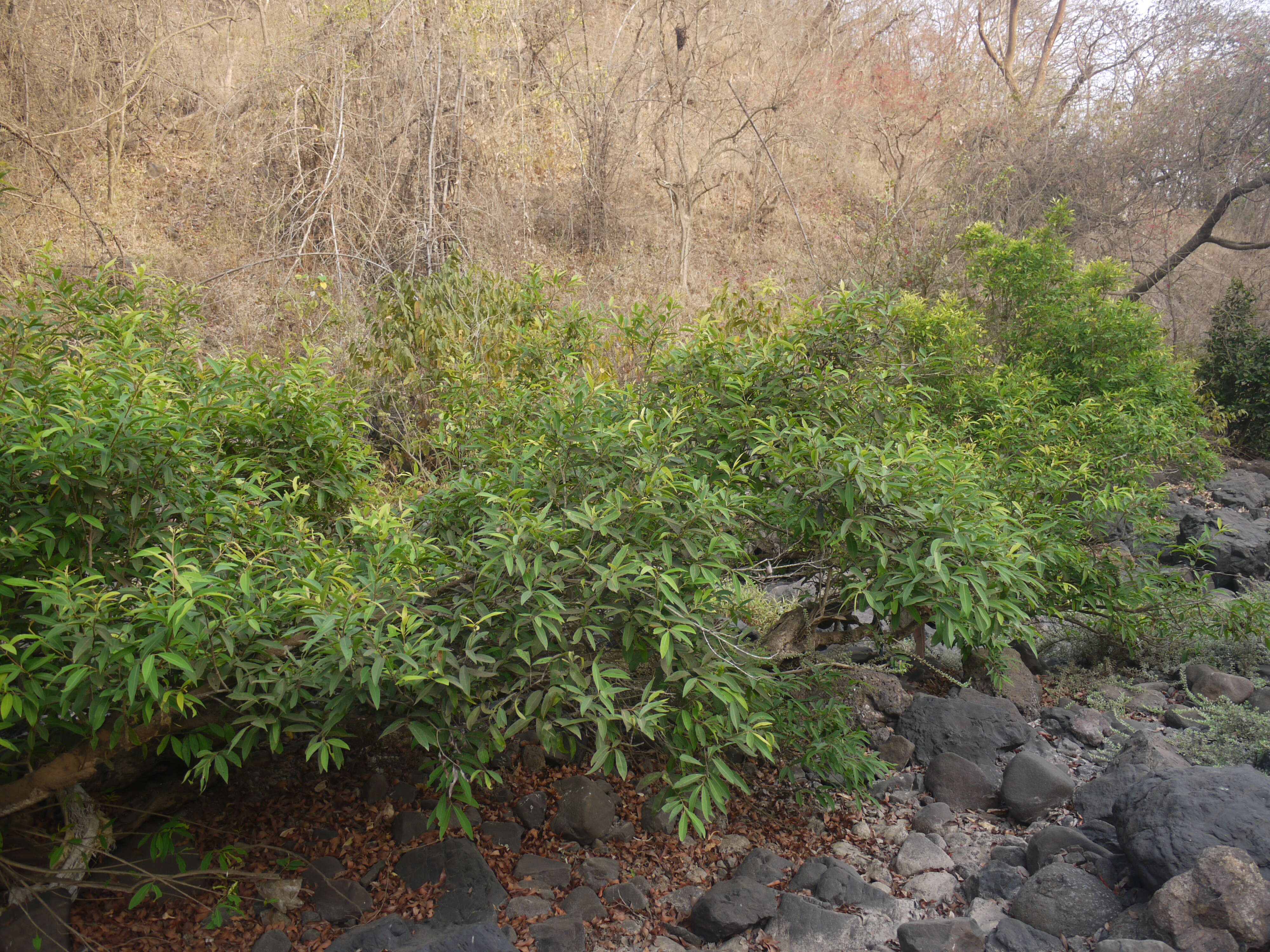 Image de Syzygium salicifolium (Wight) J. Grah.