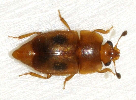 Image of Sap beetle