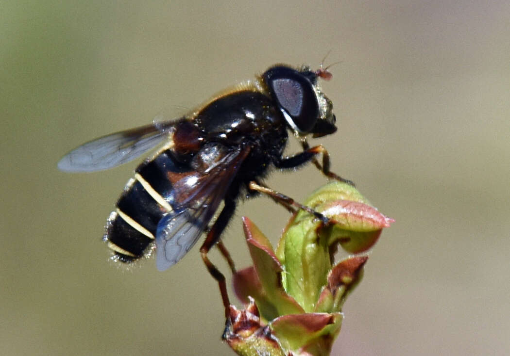 Слика од Eristalis cryptarum (Fabricius 1794)