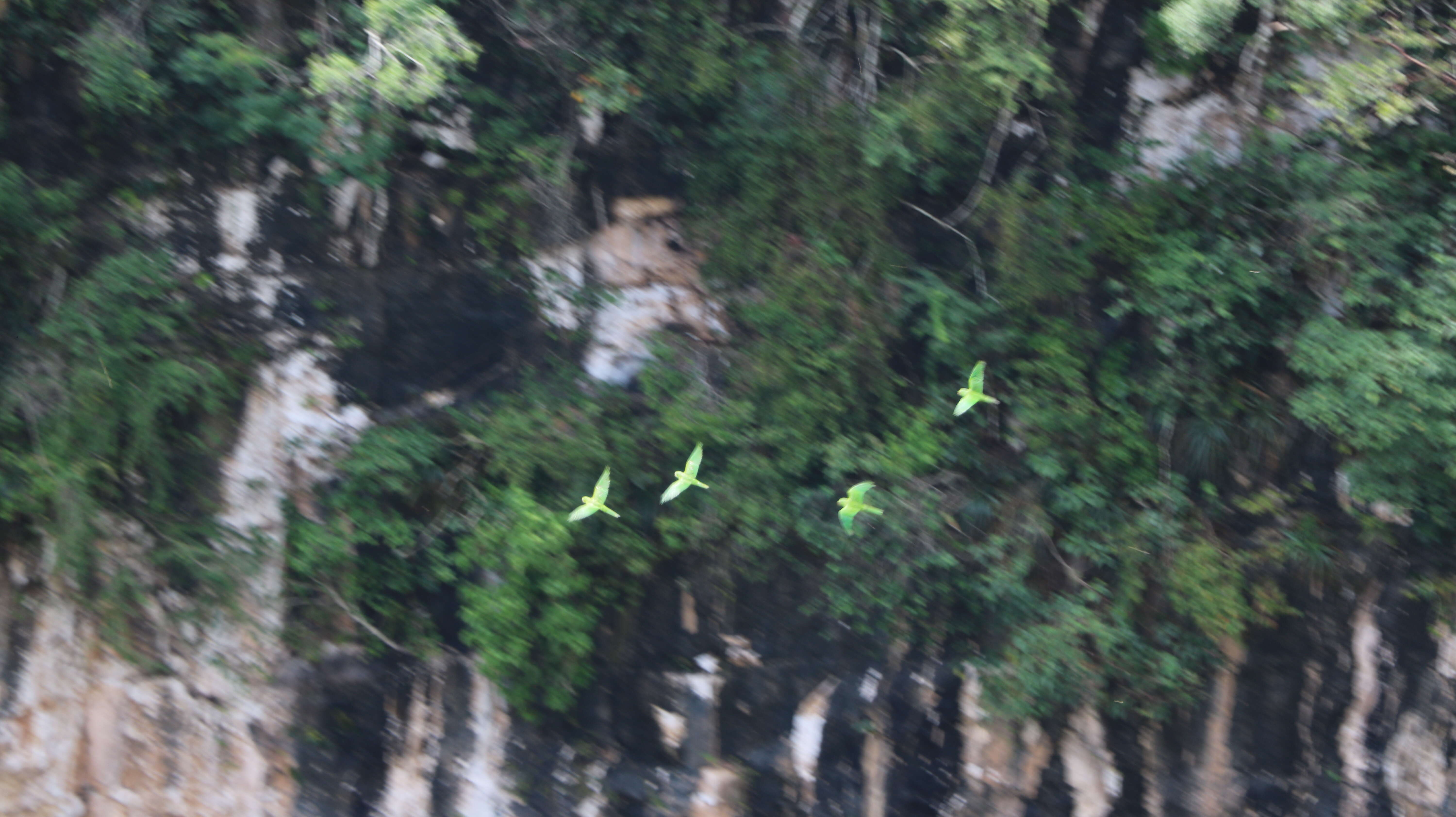 Image of Yellow-naped Amazon