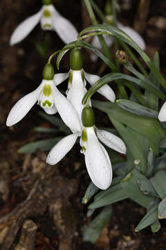 Image of giant snowdrop