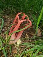 Image of octopus stinkhorn