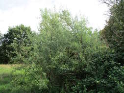 Image of Russian olive