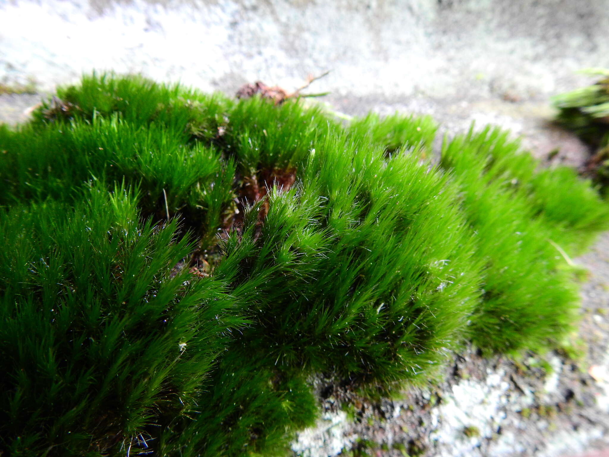 Image of campylopus moss