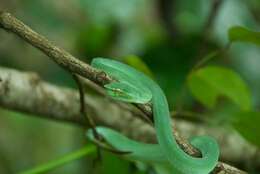 Image of Bornean Keeled Green Pit Viper