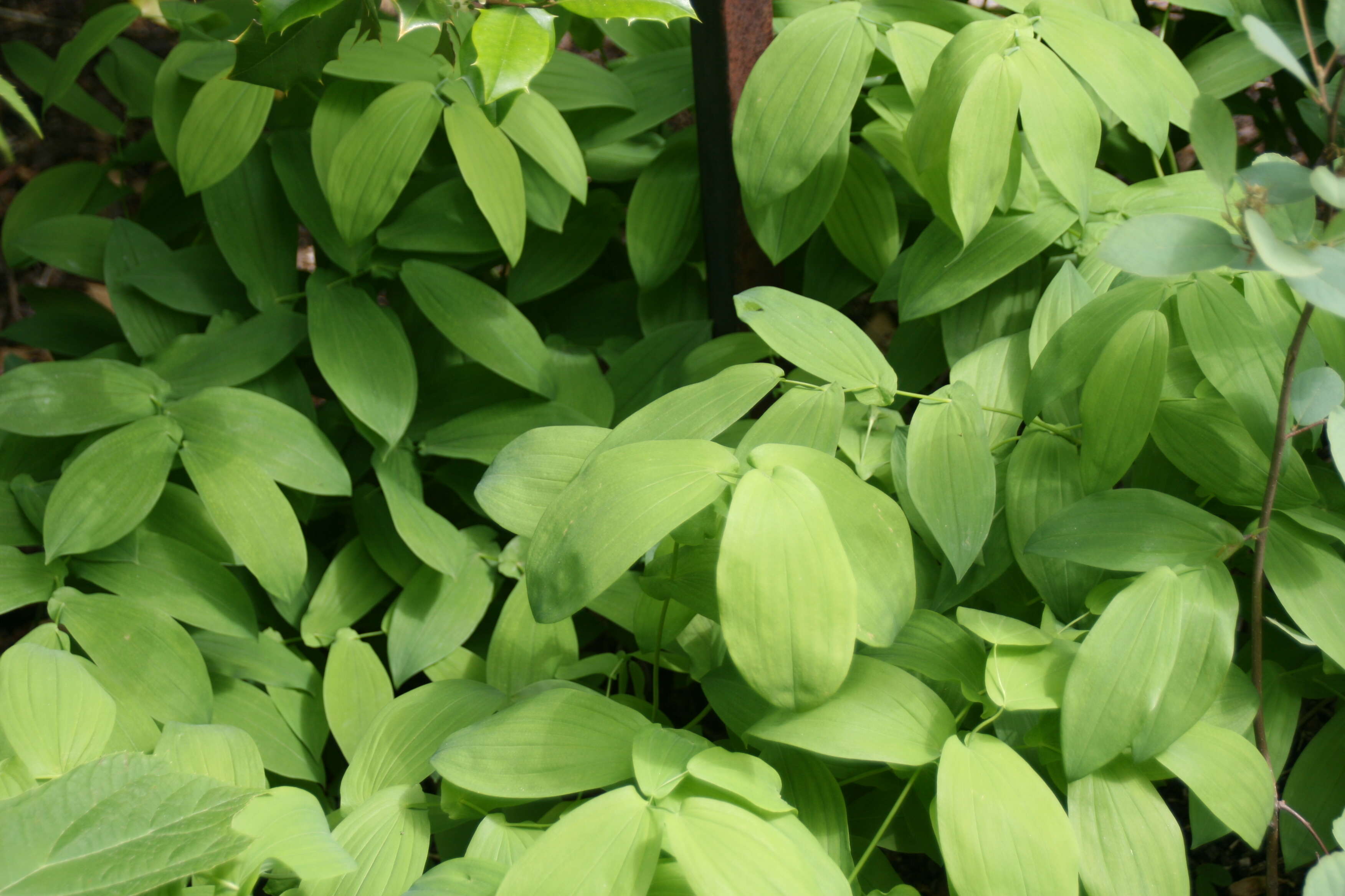 Image of largeflower bellwort