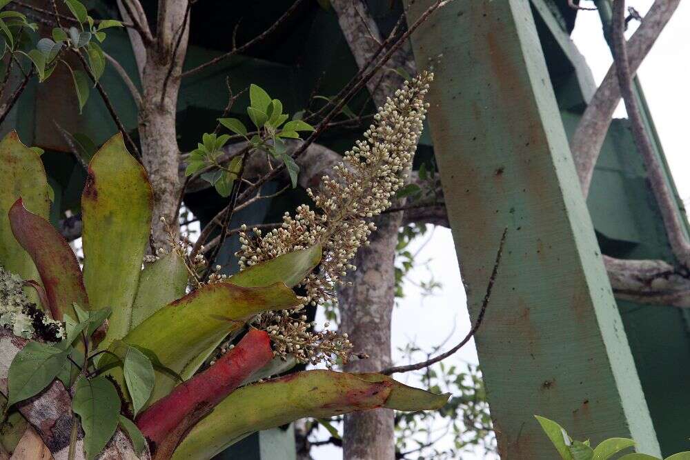 Sivun Aechmea mexicana Baker kuva