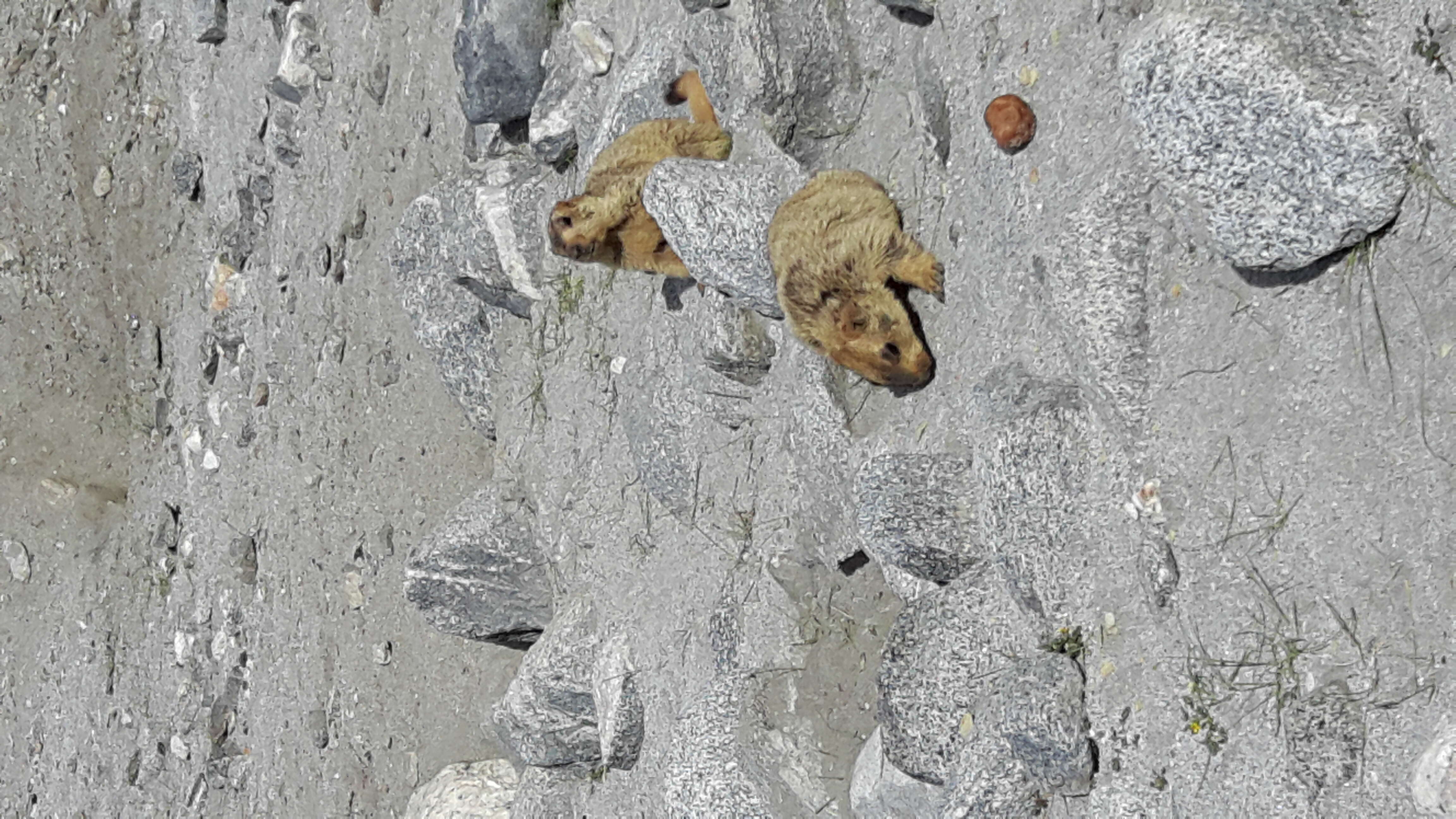 Image of Himalayan Marmot