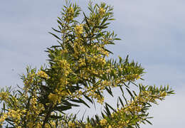 Image of orange wattle