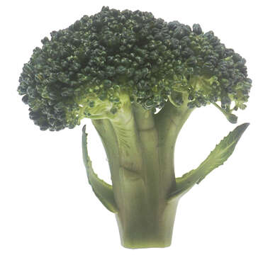 Image of sprouting broccoli