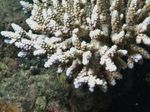 Image of Acropora latistella (Brook 1892)