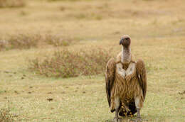 Image of White-backed Vulture