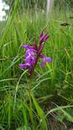 Image of Narrow-leaved marsh-orchid