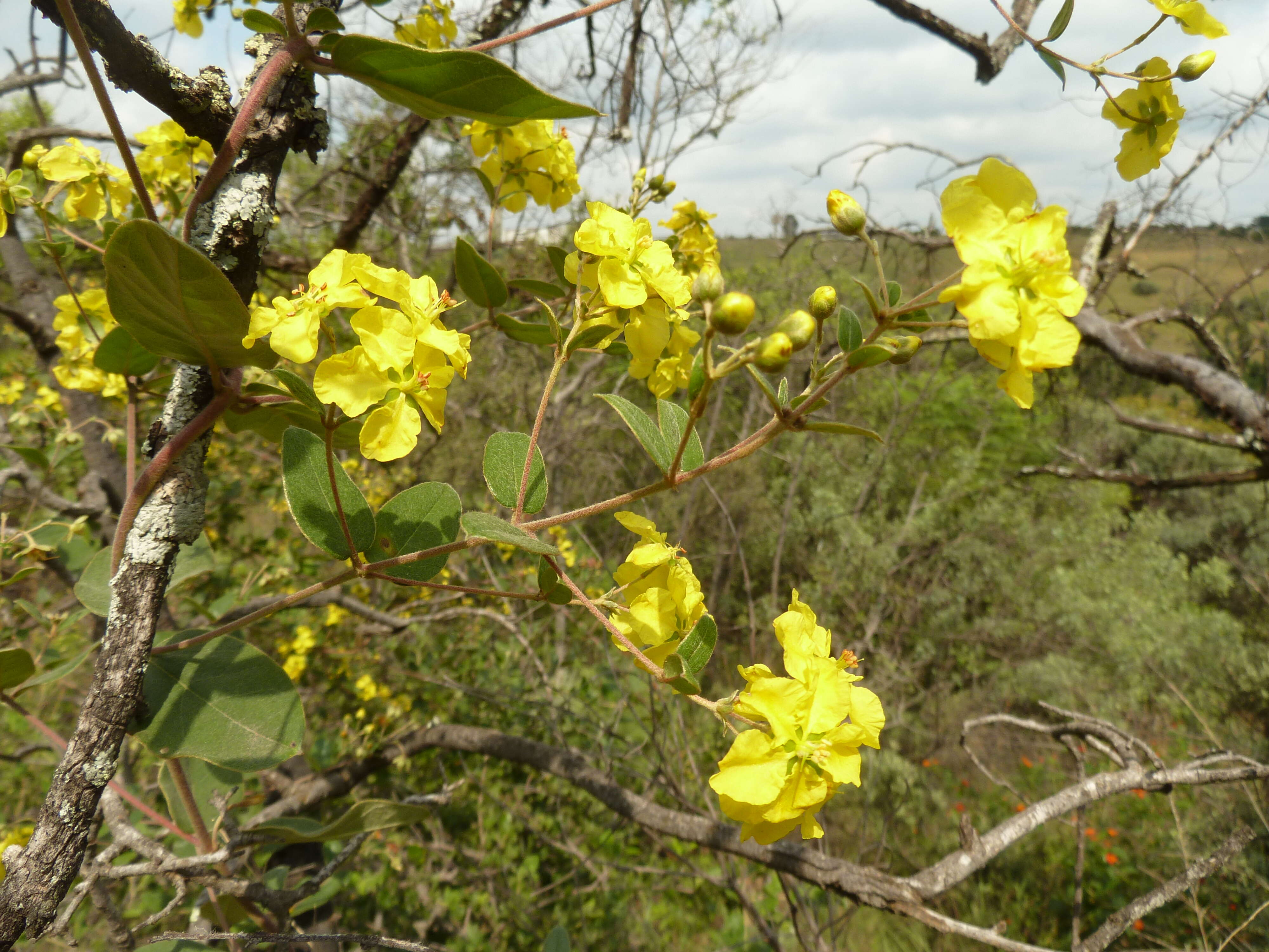 Слика од Sphedamnocarpus