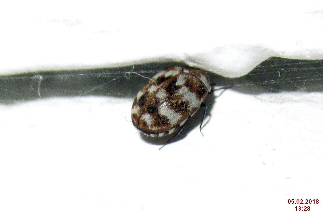 Image of Sacramento Anthicid Beetle