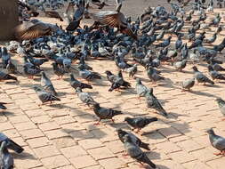 Image of Columba livia domestica