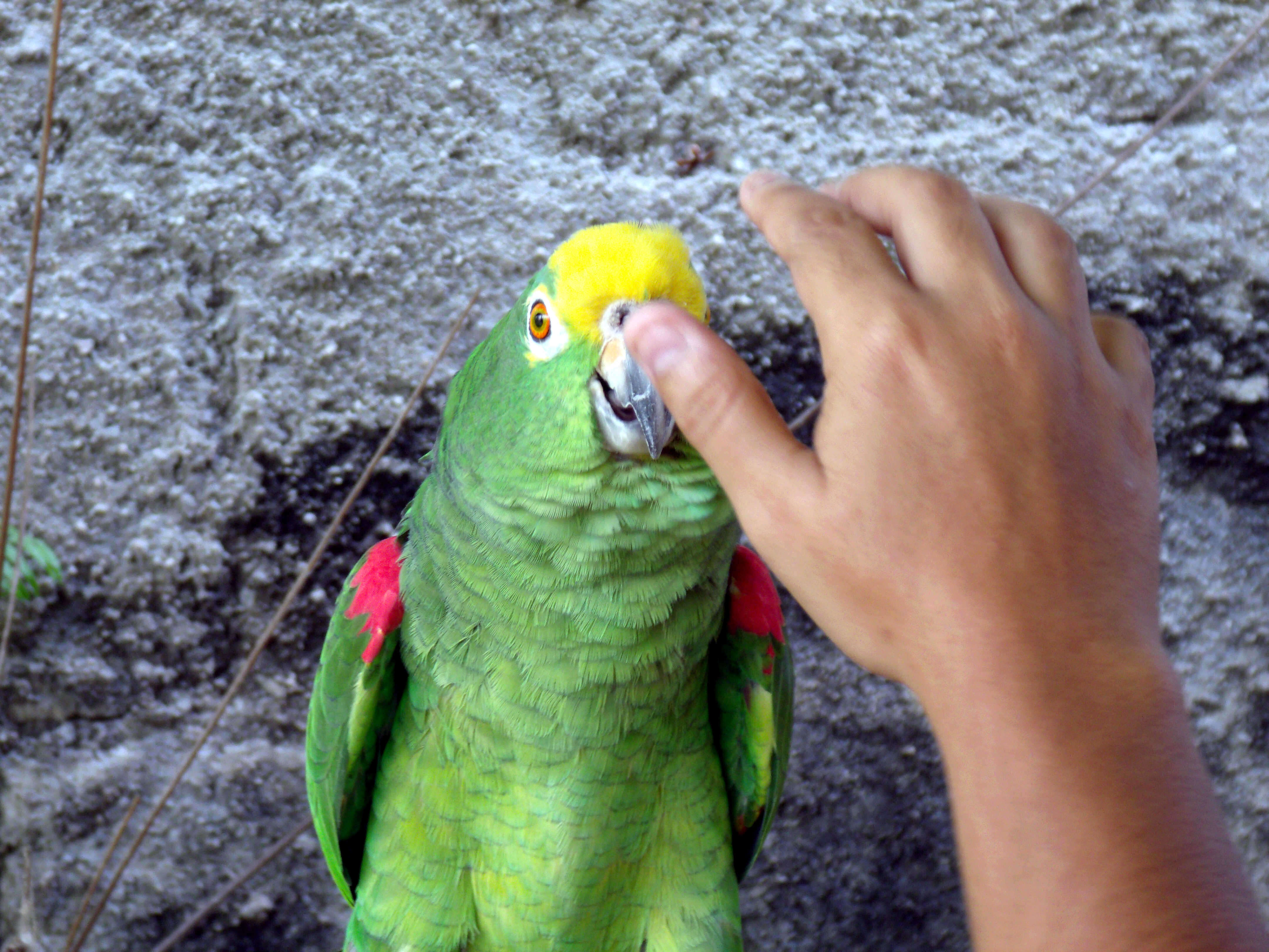 Image of Yellow-crowned Parrot, Yellow-crowned Amazon