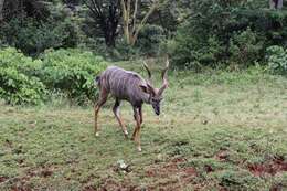 Image of Lesser Kudu